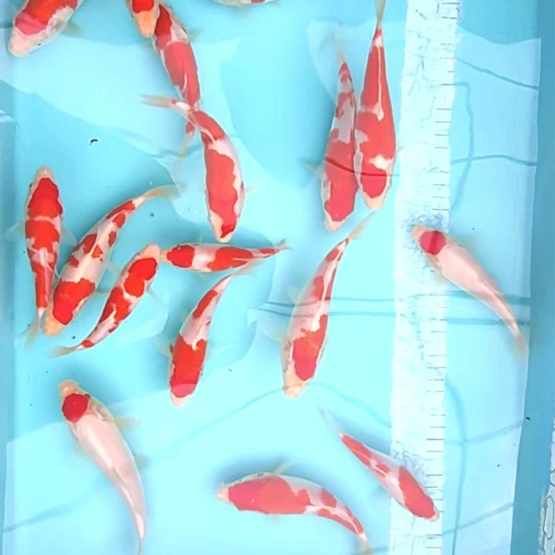 锦鲤鱼红白当年鱼苗冷水观赏鱼小型红白丹顶大正活鱼纯种自家渔场