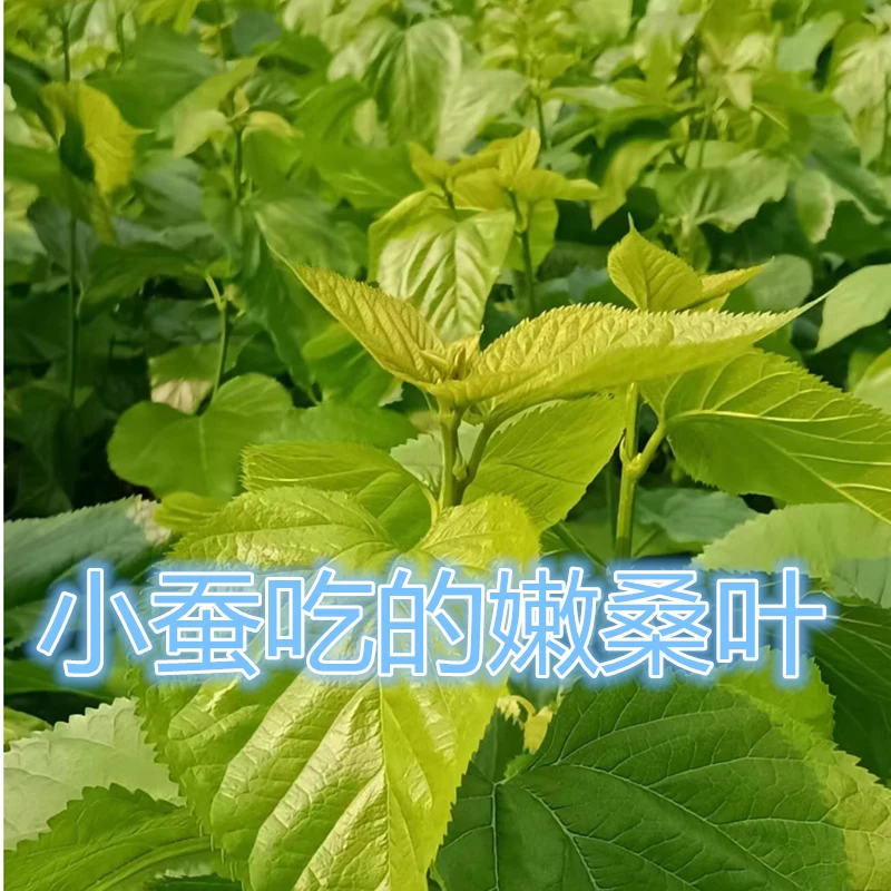 学生养蚕宝宝新鲜桑叶嫩叶养蚕现摘嫩桑叶蚕饲料喂蚕现发包邮