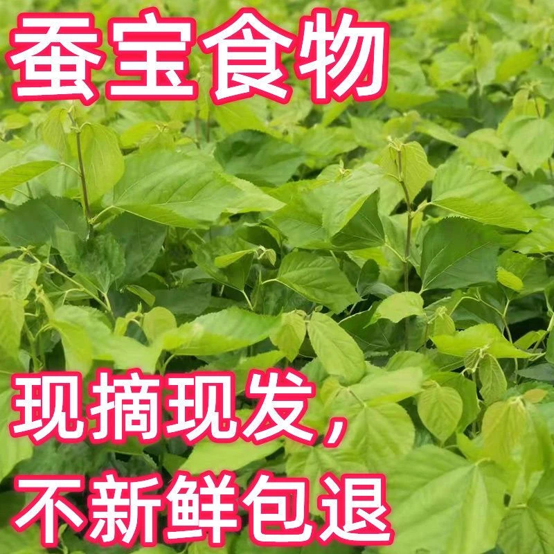 新鲜桑叶蚕桑蚕宝宝饲料叶大小蚕嫩桑叶新鲜现摘农家桑蚕口粮
