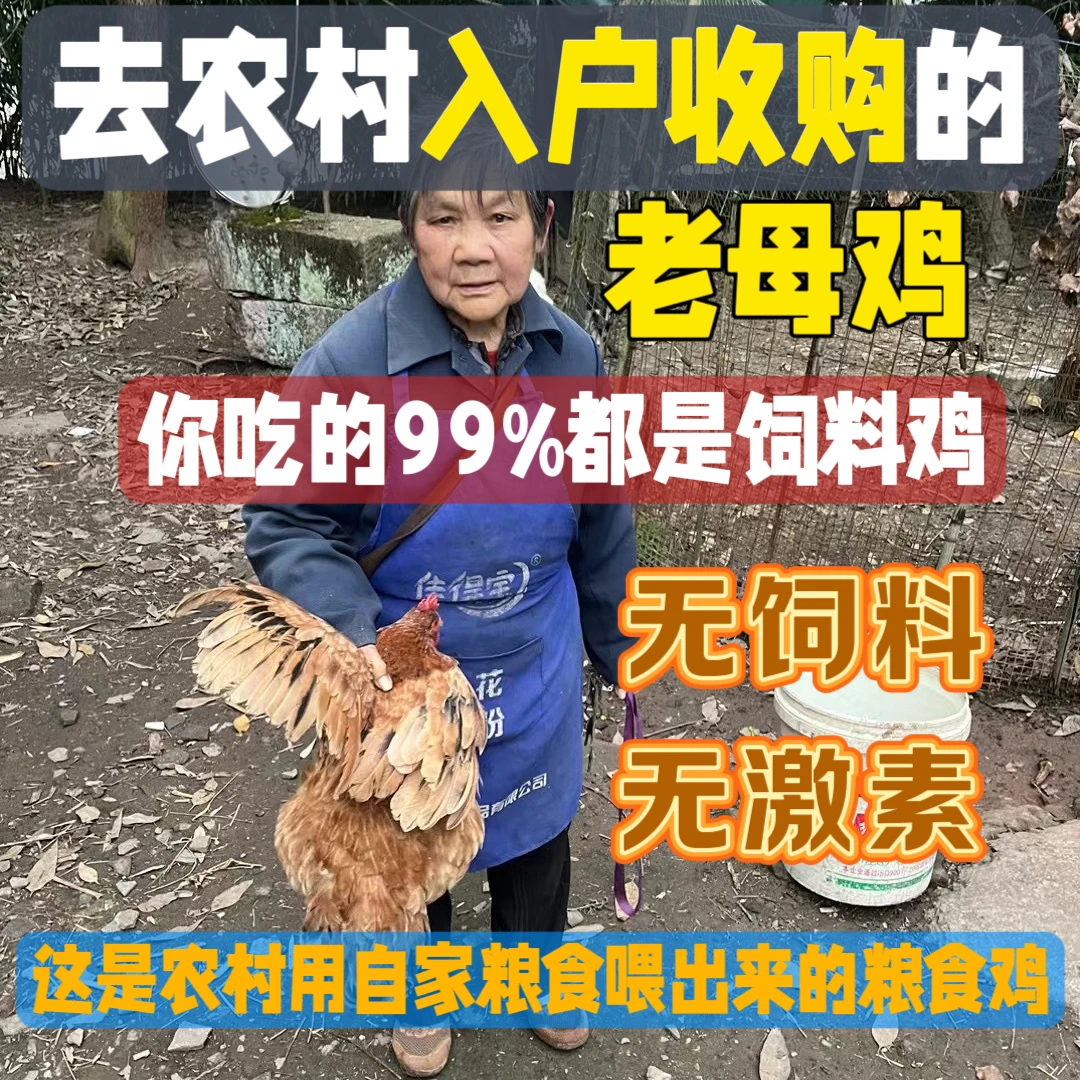 一家一户到农村收购的正宗农村二年左右的健康粮食老母鸡