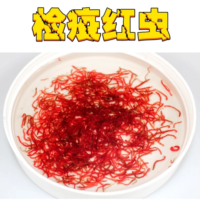 鱼食检疫红虫多维红虫日常检疫母虫整斤装鲜活速冻天然增色营养