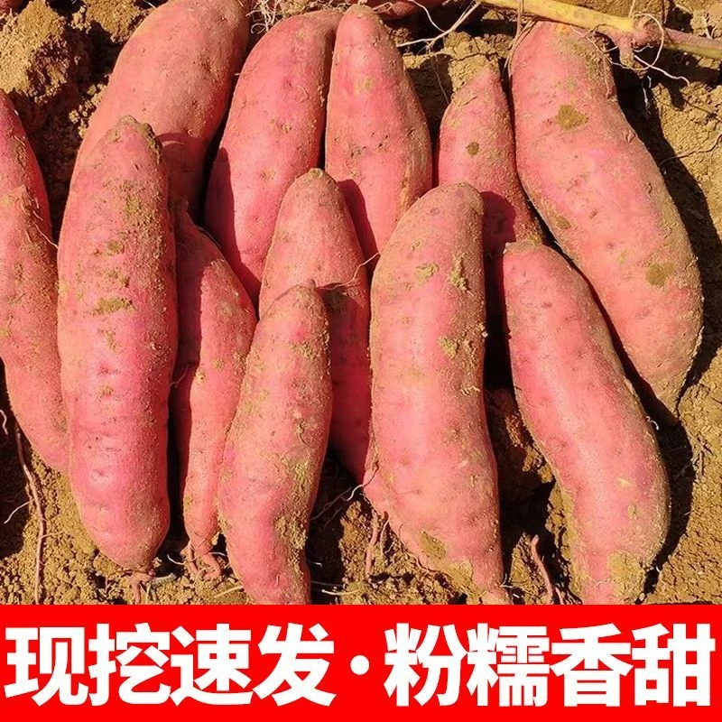 【抢购中】超甜正宗蜜薯1/10斤新鲜红薯沙地蜜薯板栗薯地瓜番薯蔬