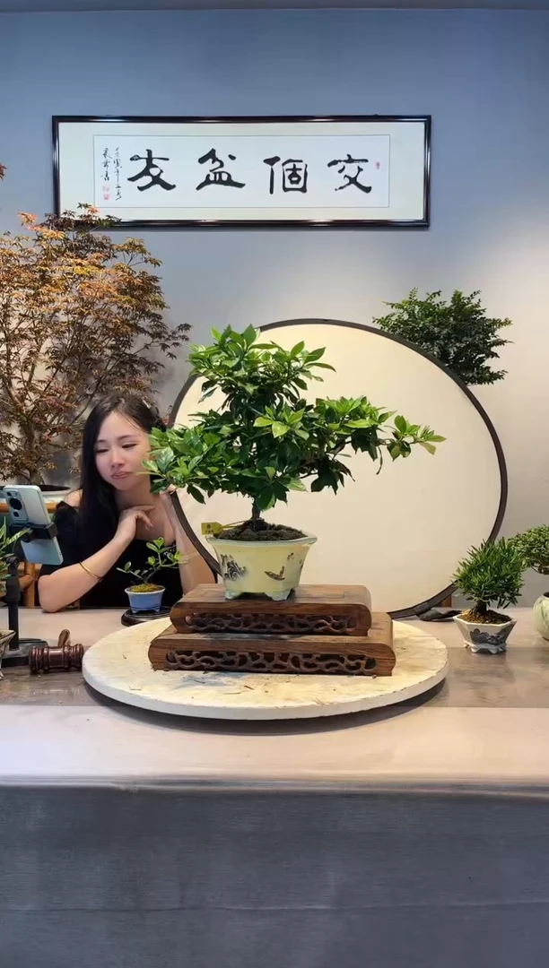 【闪购商品】盆景玉环栀子花