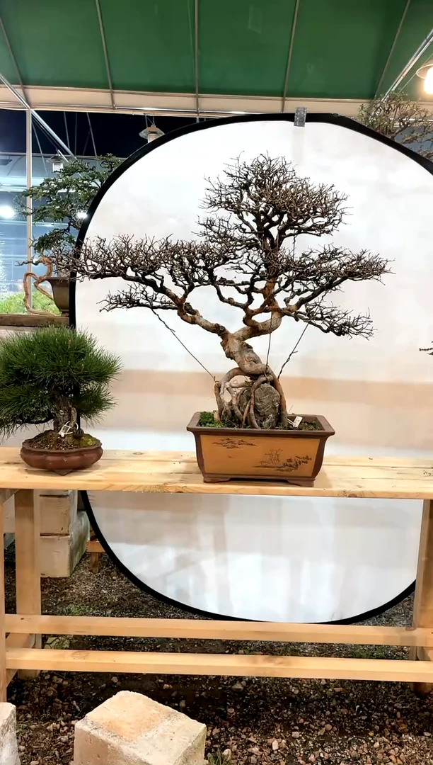 【闪购商品】高端盆景榆树