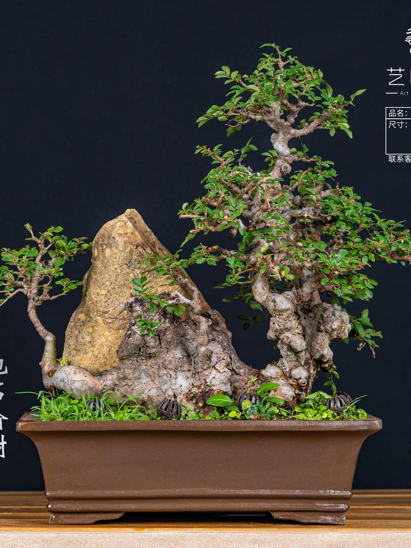 嘉琪盆景  下单集合链接 盆栽老桩植物