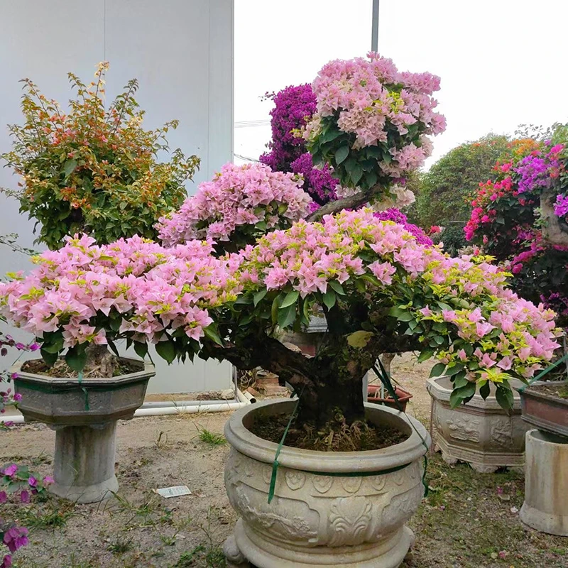 【艺景园-小羊】三角梅通用链接一物一拍 勤花品种 截图为准（8888）