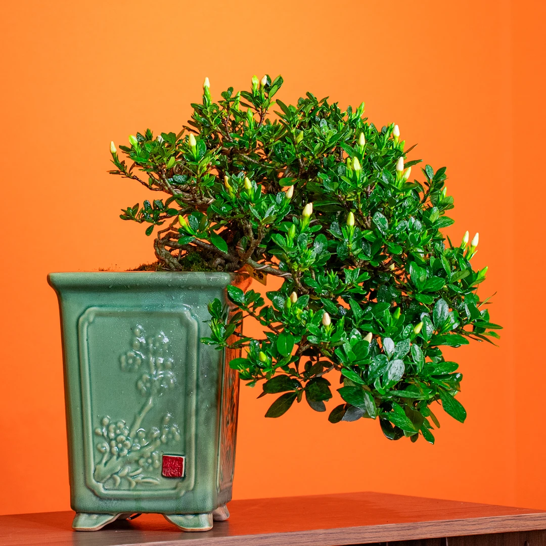 【艺景园·林家小院】精品通用链接一物一拍高端三角梅