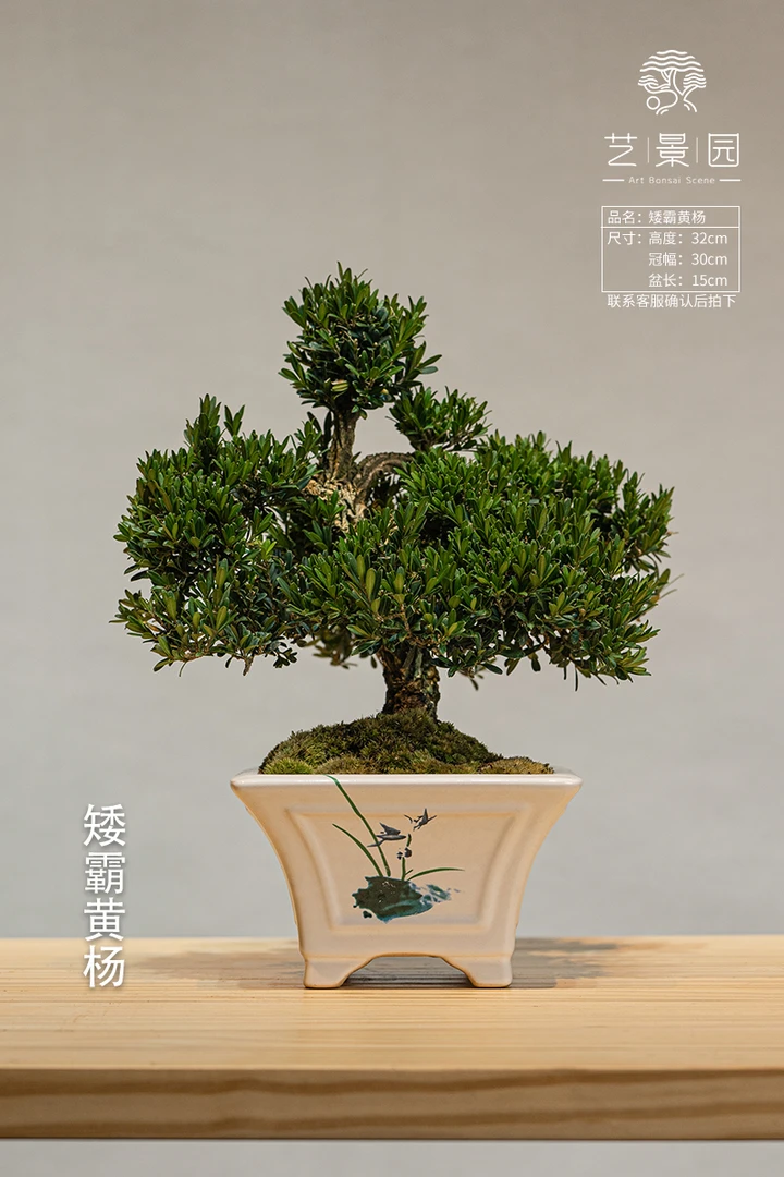 艺景园矮霸黄杨 台架精品 高端园艺盆景 老桩植物掌中宝盆景
