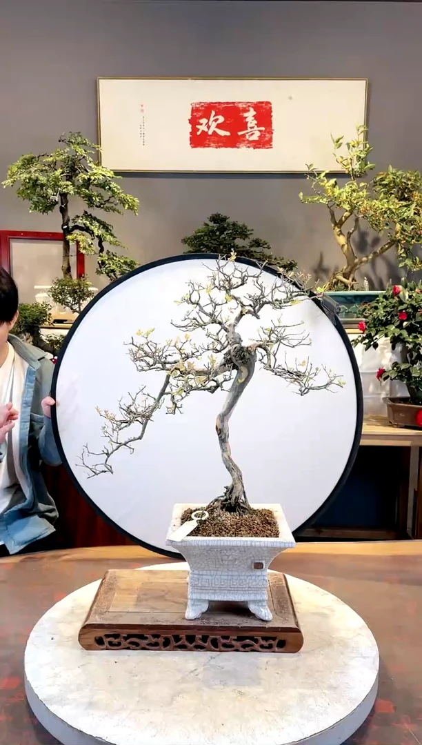 【闪购商品】高端盆景文人雀梅