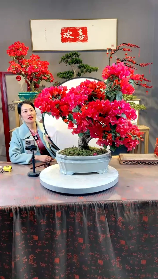 【闪购商品】盆景三角梅