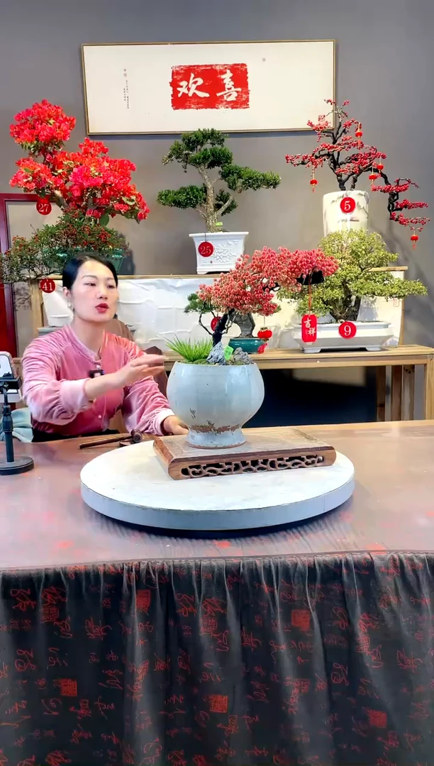 【闪购商品】盆景富贵籽
