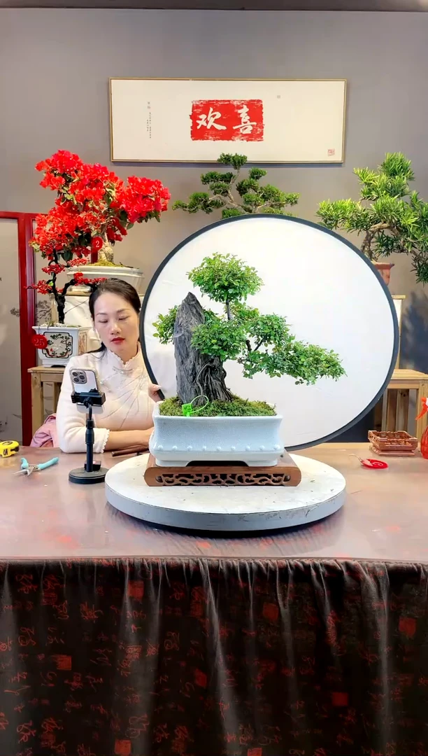【闪购商品】高端盆景雀梅