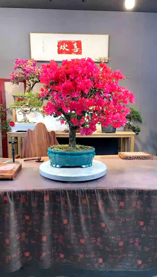 【闪购商品】盆景三角梅