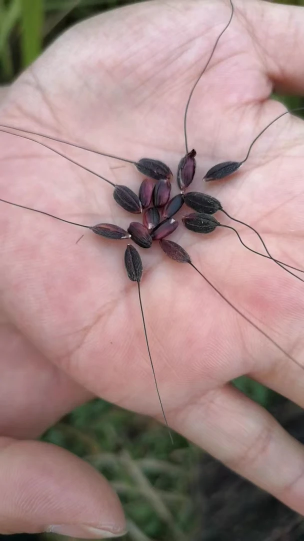 贵州老品种高杆黑禾糯 黑香糯 包邮