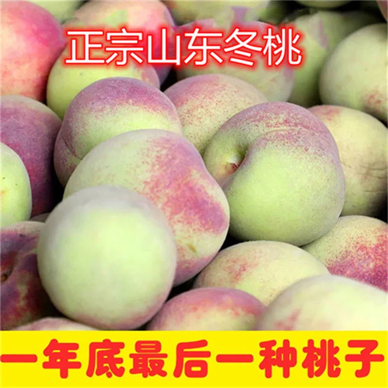 正宗沂蒙山青皮小冬桃秋蜜桃脆甜爽口青州蜜桃新鲜水果现摘现发