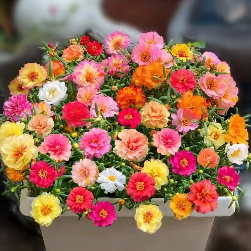 重瓣太阳花苗宿根混色植物緑植花卉盆栽四季开花带根带花苞发货