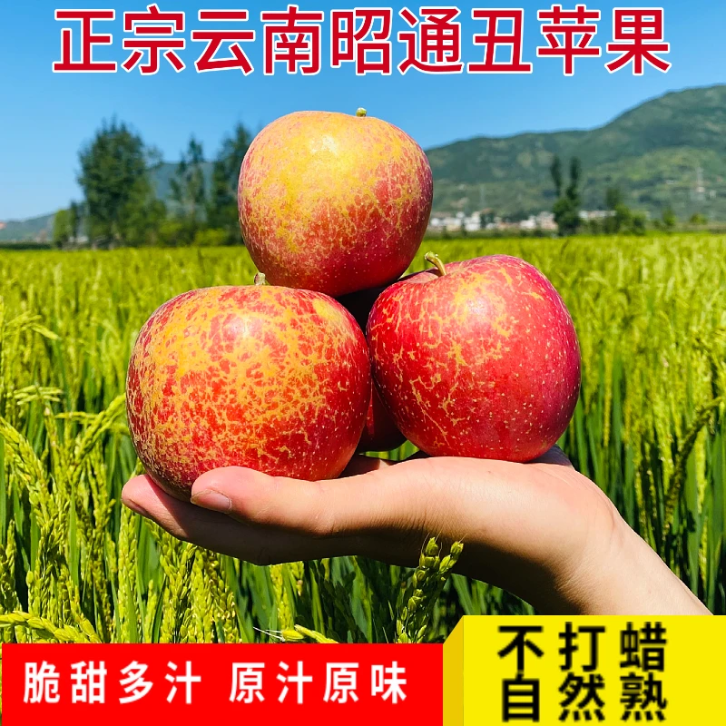 当季现摘云南昭通农家冰糖心丑苹果甜脆新鲜甜水果红富士3-5-10斤