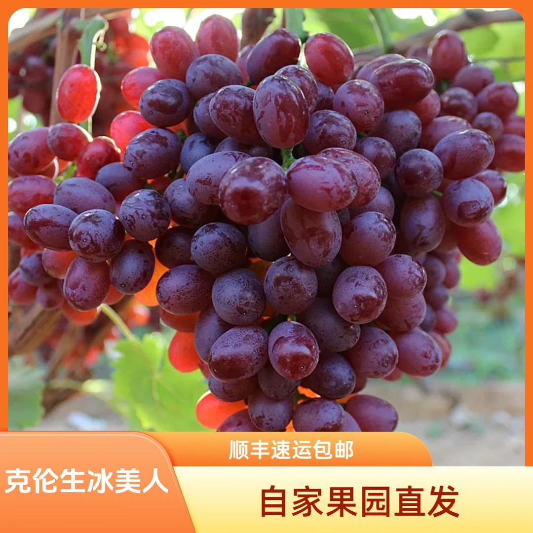【顺丰速运】大凉山克伦生冰美人小糖豆纯甜无酸无籽葡萄3斤起