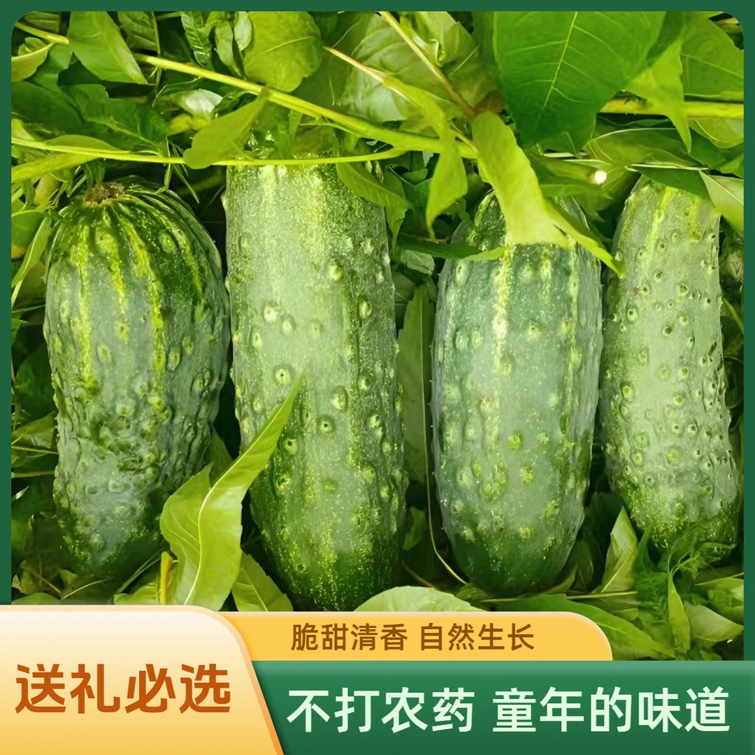 唐山遵化特产正宗老蚧黄瓜梨园种植现摘新鲜5斤口感清香儿时味道