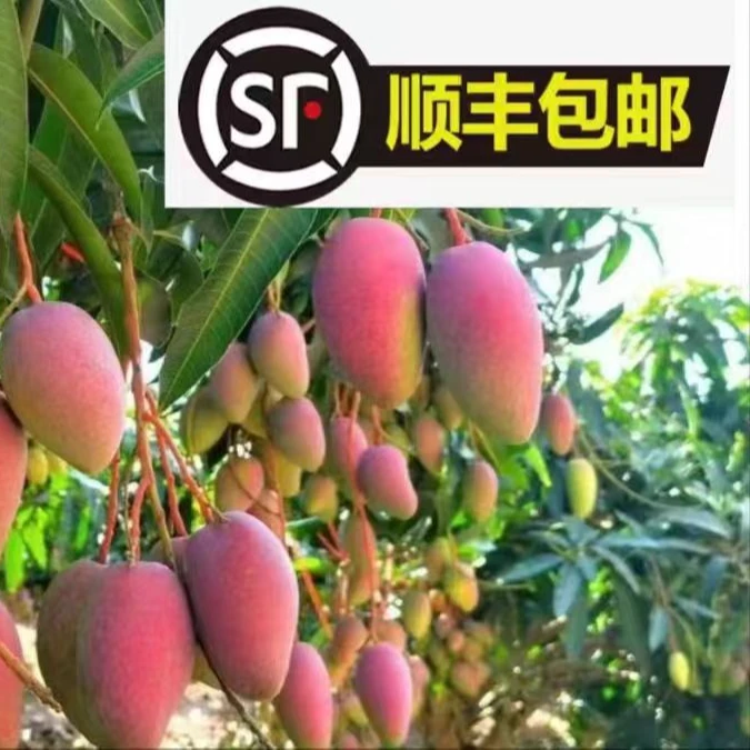 金煌贵妃桂七台农盆栽地址易活