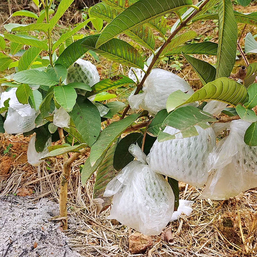 四季番石榴树嫁接果苗无籽少籽珍珠红心芭乐树苗南方种植当年结果
