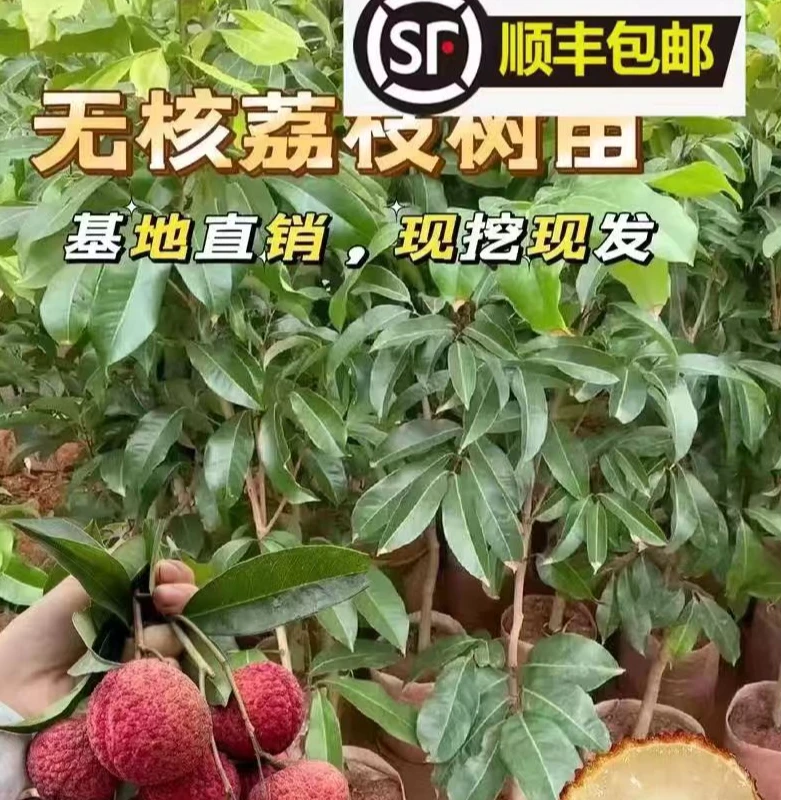 荔枝山竹树苗一物一拍特大热卖生长适合常绿