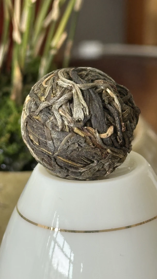 2023正气塘古树龙珠