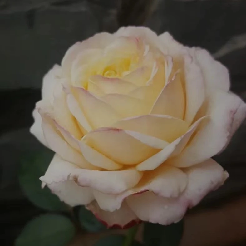 花小将 水果 灌木月季 庭院阳台