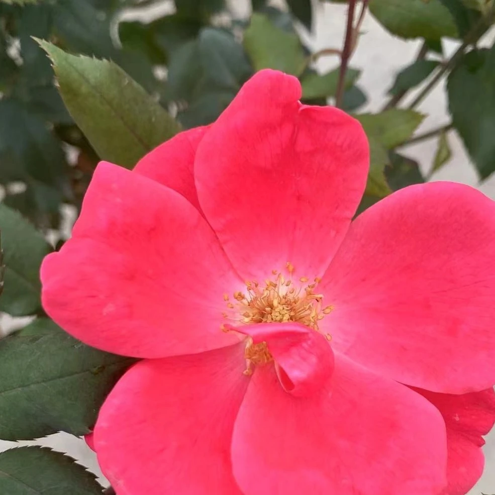 花小将  绝代佳人 地被月季 庭院 花园开花种植移栽