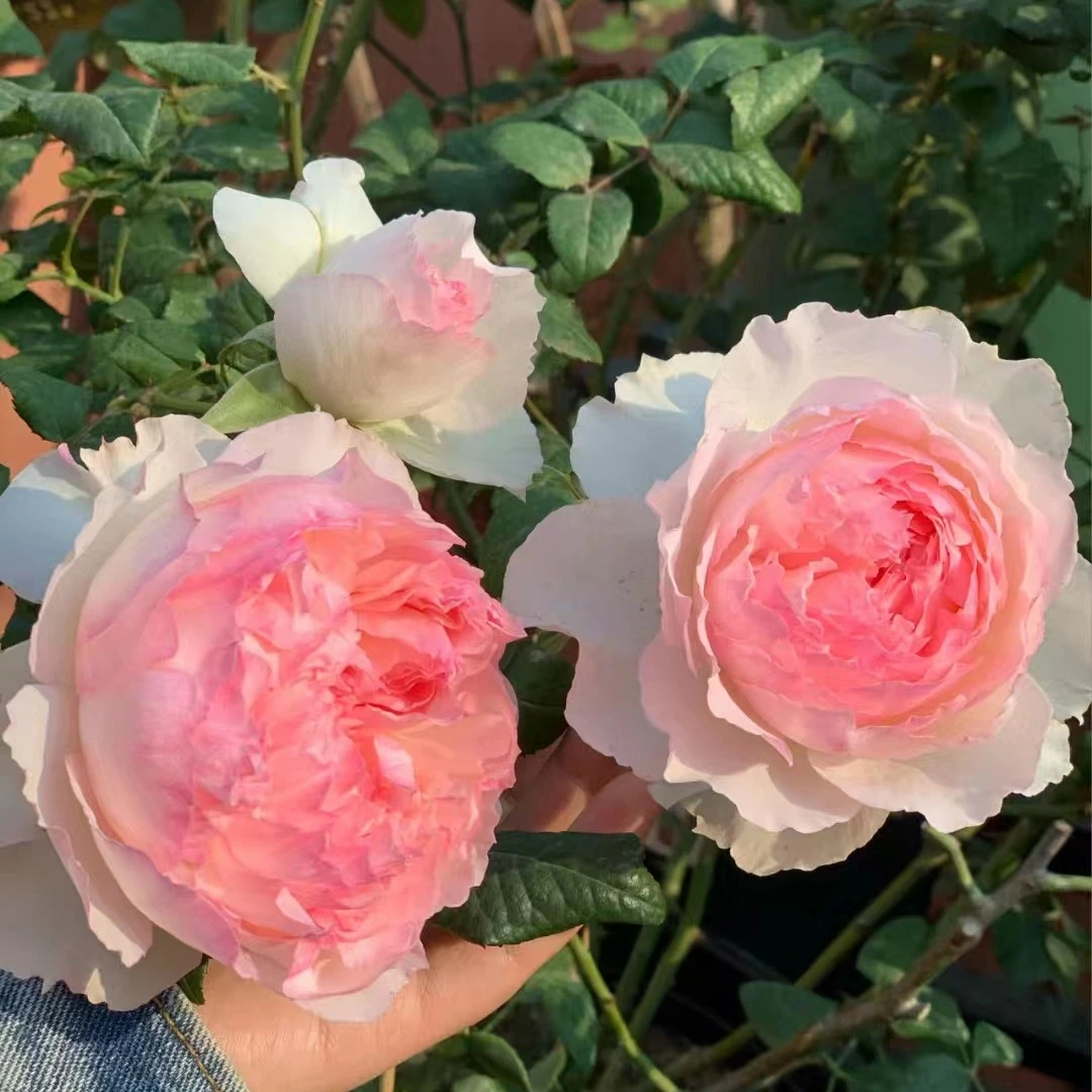 花小将 佩尔朱克 耐热 耐开 灌木月季 庭院阳台花园种植