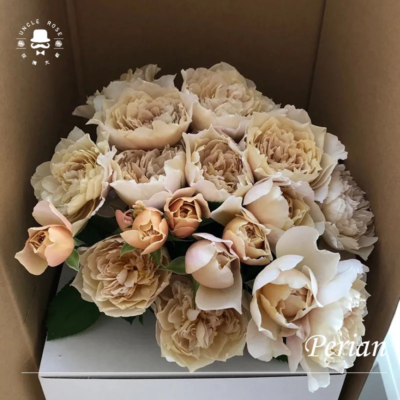 花小将   夏洛特佩里安 切花月季 庭院阳台