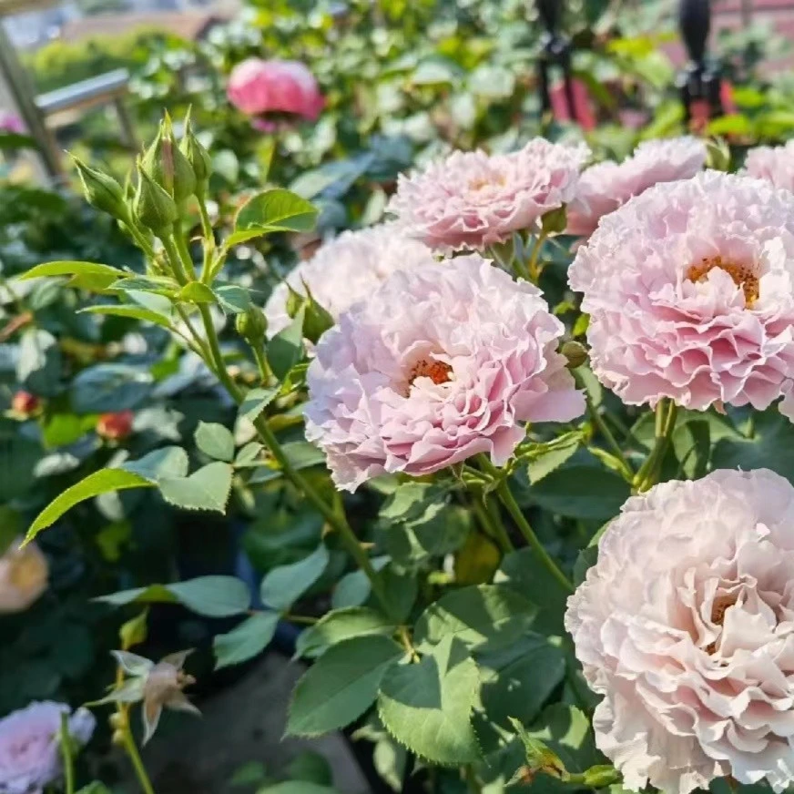 花小将 蜻蜓 多季复花 混合型花香 灌木