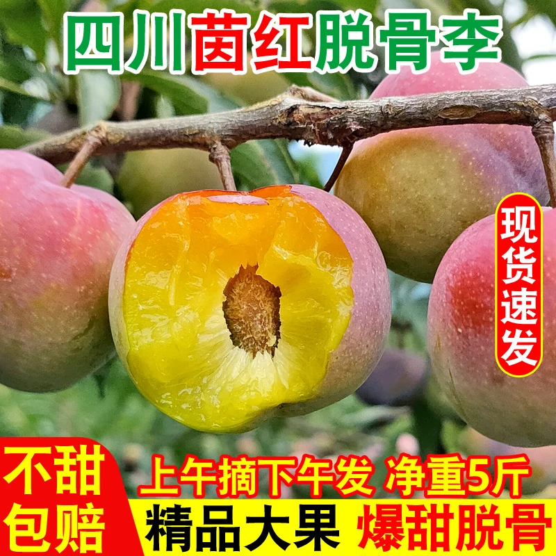 四川宜宾新鲜半边红茵红李脆甜脱骨李子 现摘现发 孕妇水果 5斤装