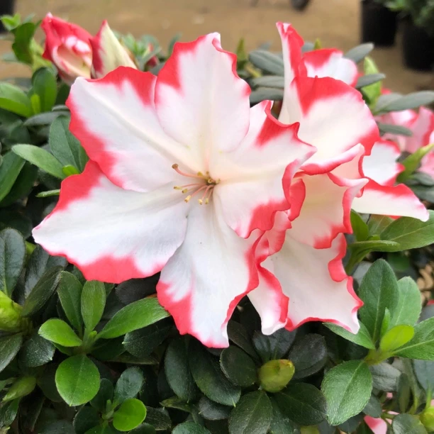 红唇百合,彩砖,品种杜鹃花,四季开花,冠服小
