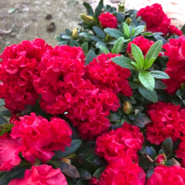 鸡冠红品种杜鹃花，花期带花苞
