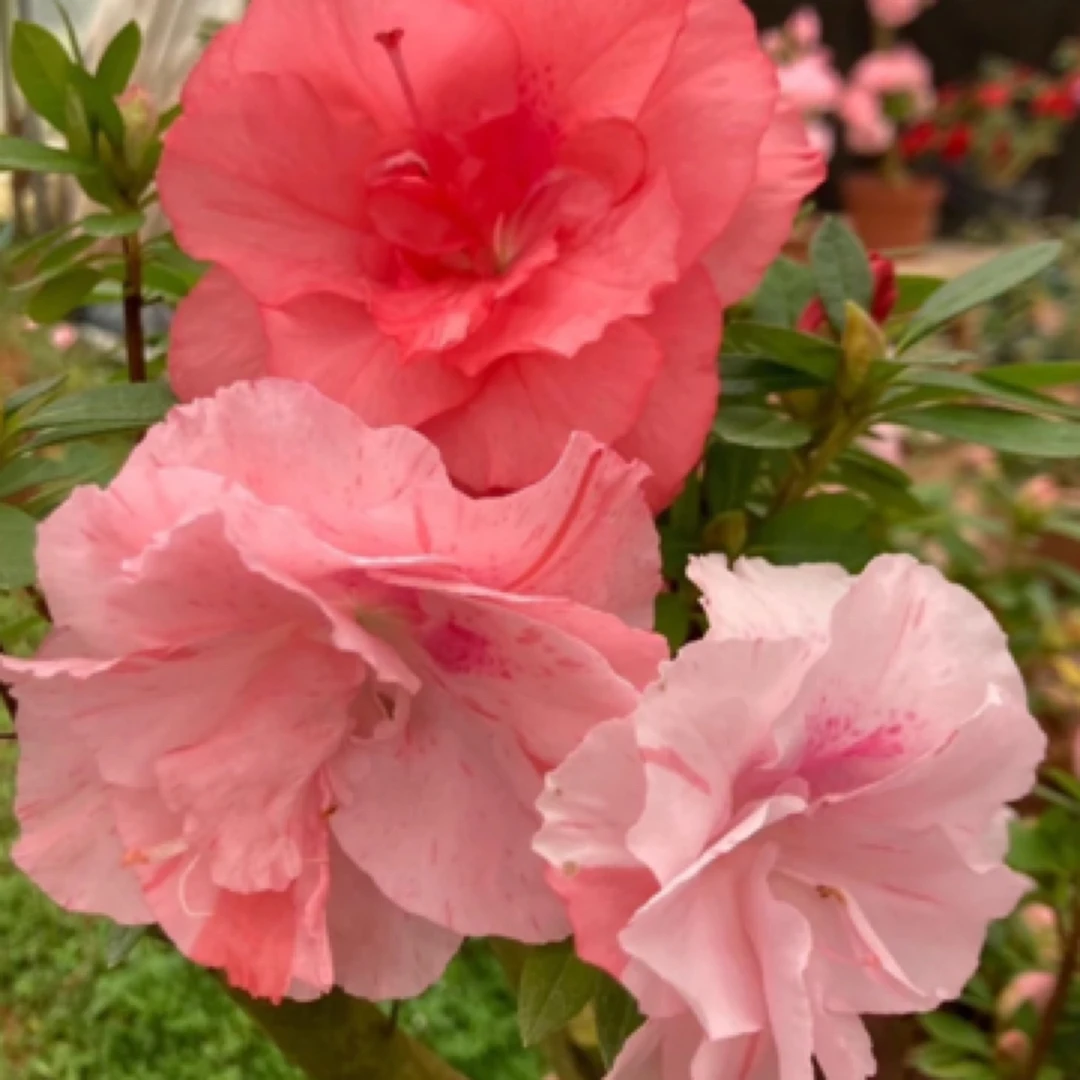 桃梅锦，加拿大品种，四季开花，皮实好养，多色花，花色随机出现