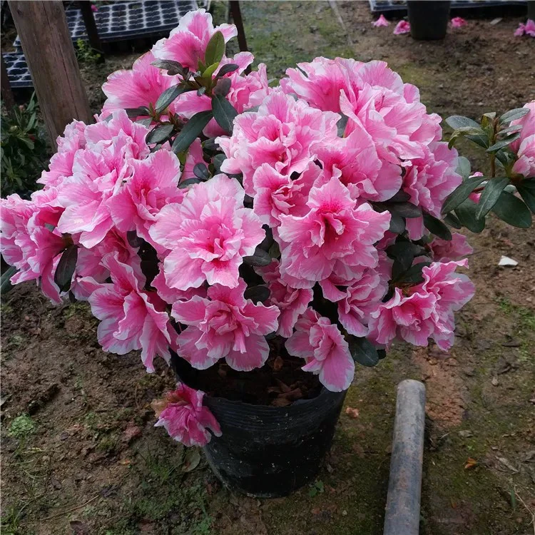 桃雪杜鹃花,粉戴佳人,退边桃雪四季开花,大花型重瓣,稀有品种