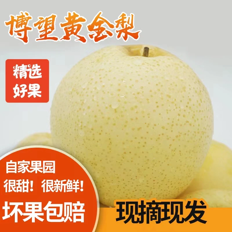 博望黄金梨现摘基地直发农家肥种植9斤新鲜特产精品食用爽口味美
