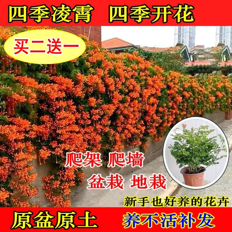 凌霄花苗盆栽四季爬墙藤本植物大花浓香庭院阳台四季种植