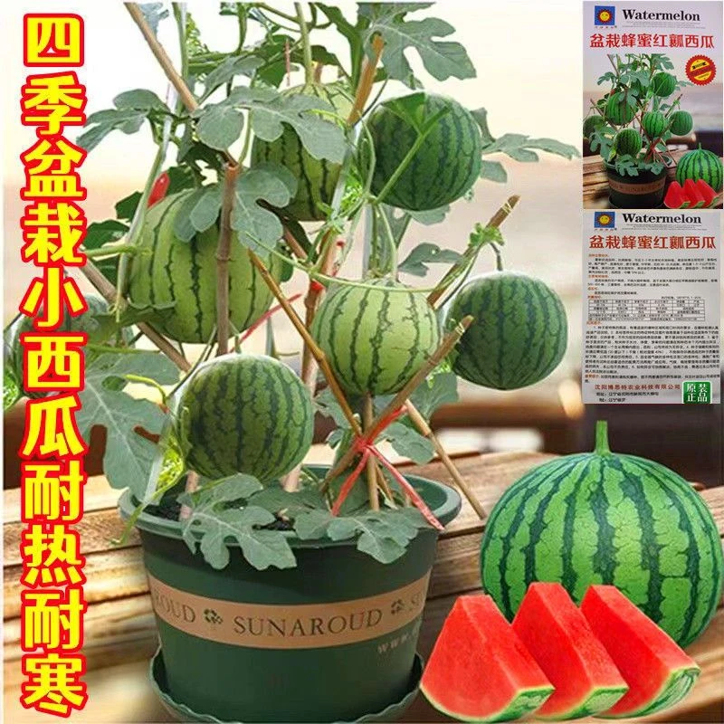 （9.9三包）超甜蜂蜜小西瓜种子薄皮无籽西瓜四季种植阳台盆栽水果