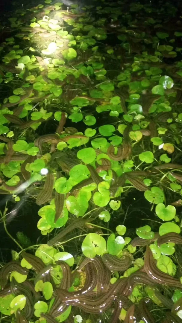 水葫芦 水蛭养殖