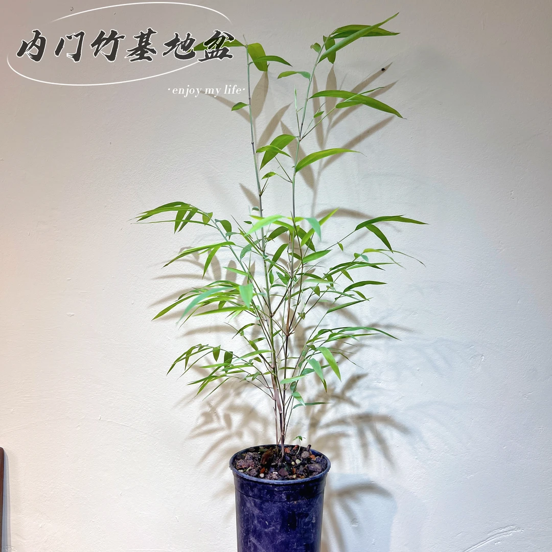 （内门竹）基地原盆同款苗京东包邮