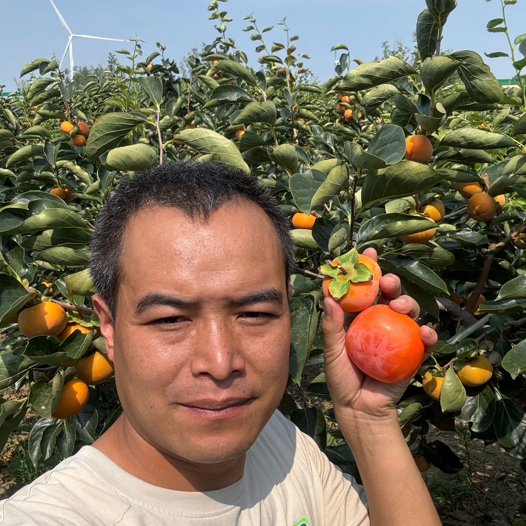 【一定放软吃】R黄土高坡流心蜜柿新鲜成熟优质香甜爆汁软柿子