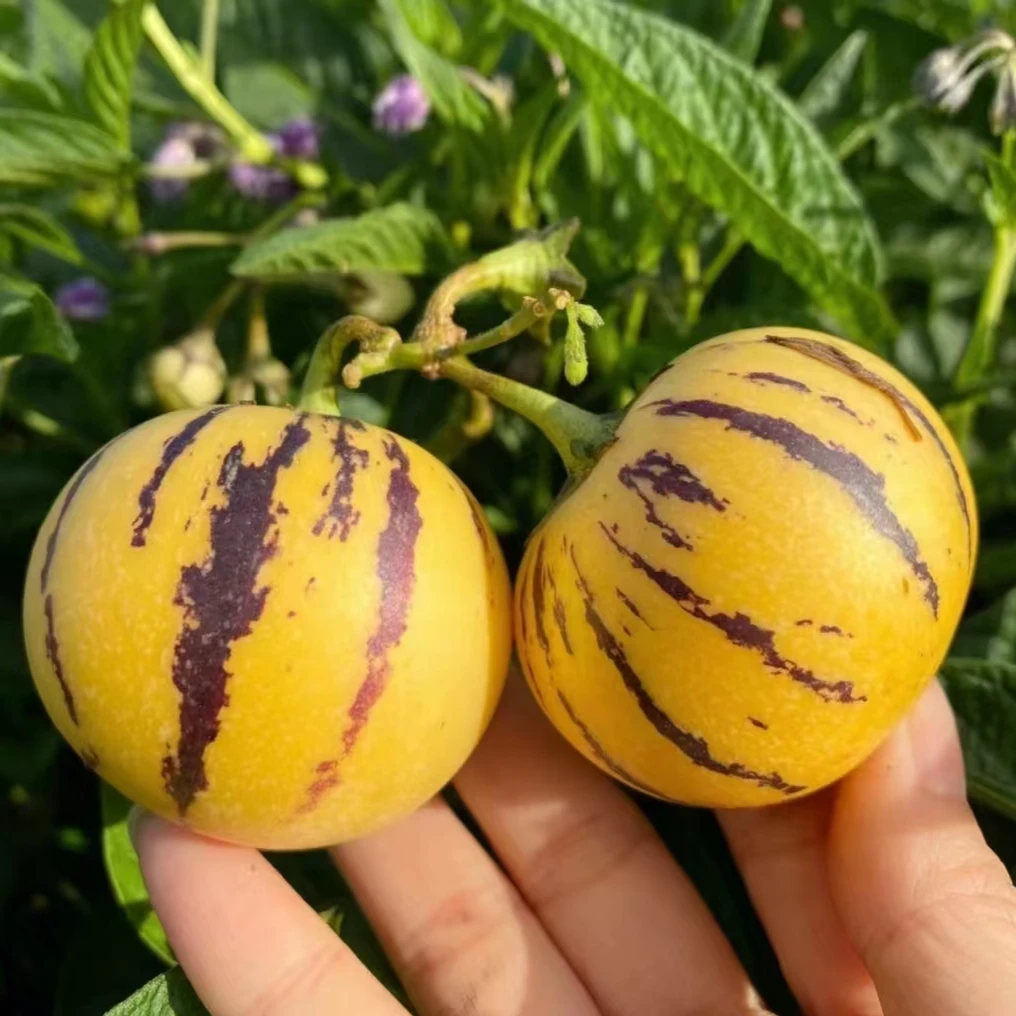 云南石林树熟人参果黄皮黄肉圆果