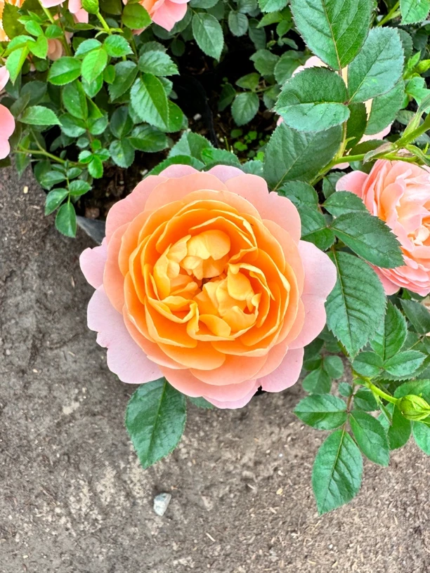 一物一拍四季开灌木月季特大花浓香庭院花卉植物盆栽蔷薇玫瑰花苗