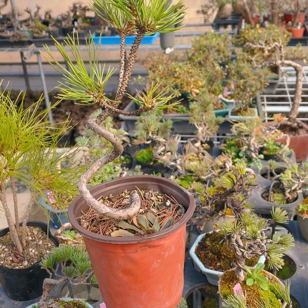 【闪购商品】福利黑松