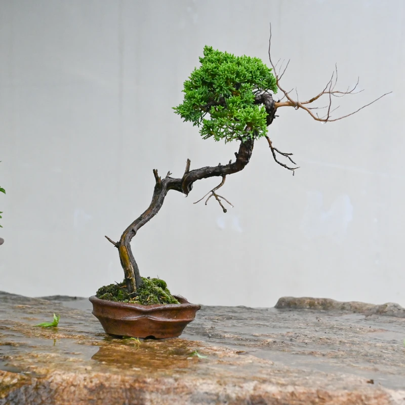 孤品济州真柏盆景老桩文人造型小品盆栽茶台书房造景玄关柏树植物