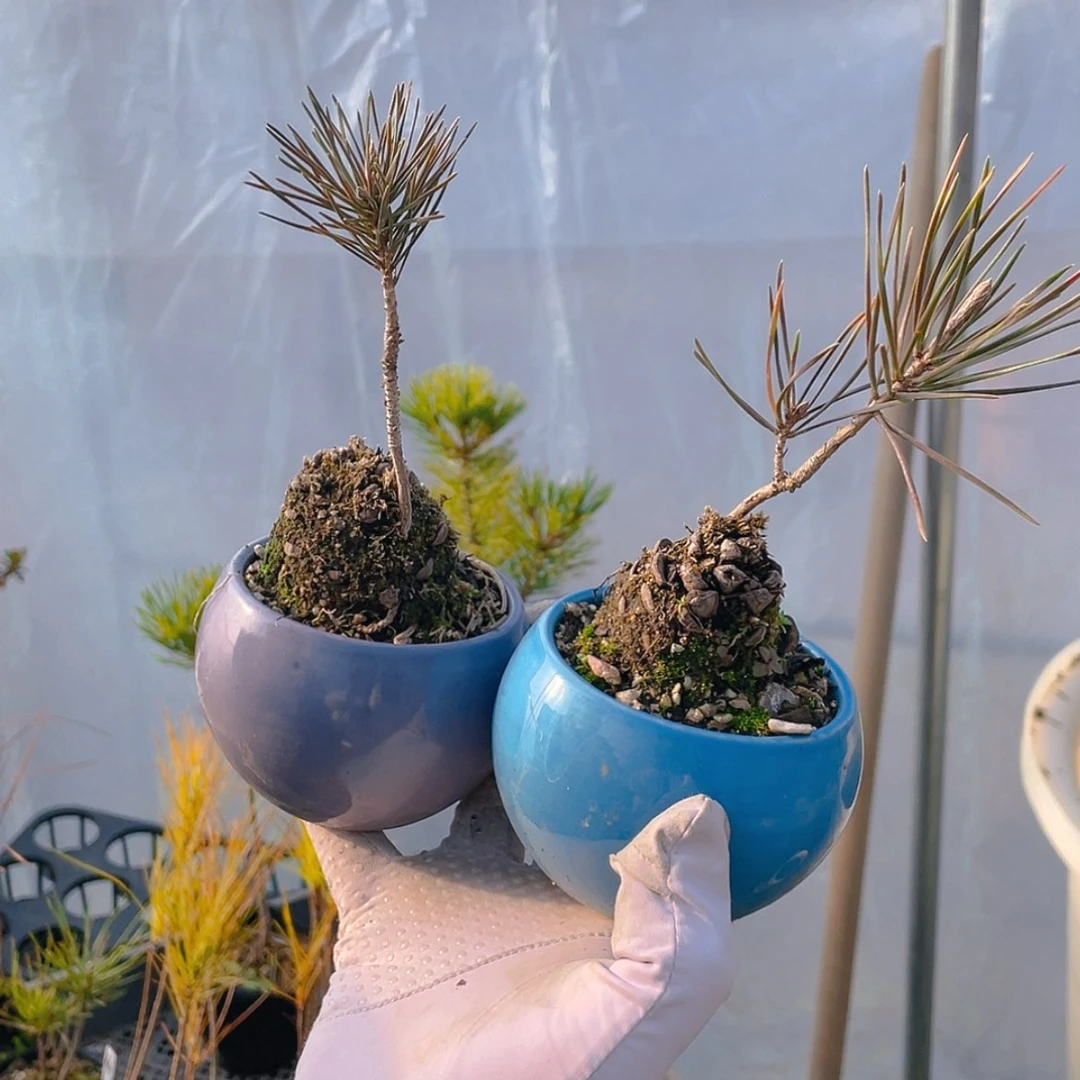 【闪购商品】带盆黑松松果