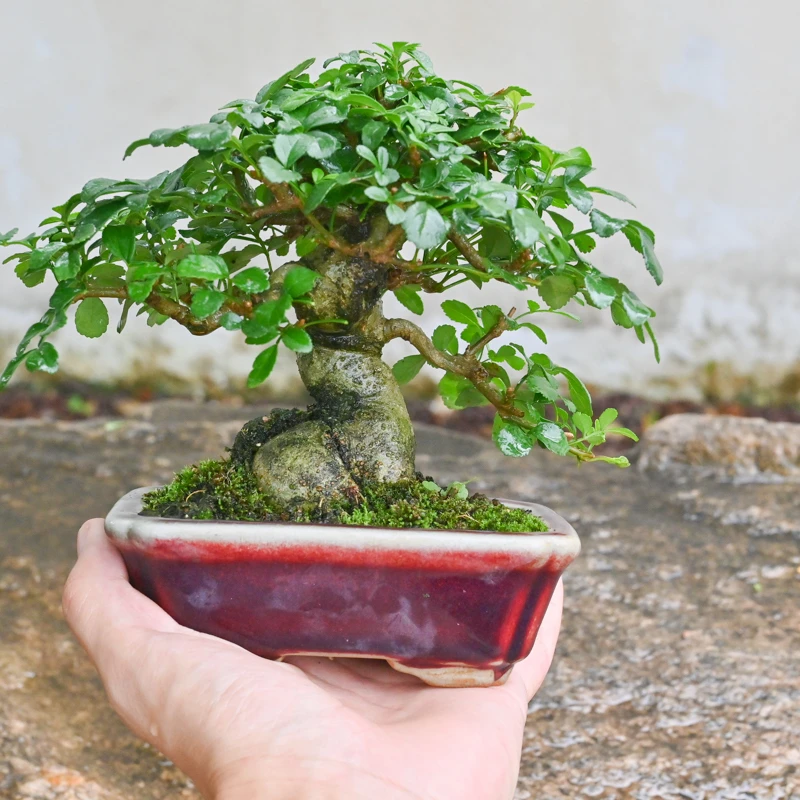 矮霸对节白蜡盆景孤品小品盆景老桩对节白蜡庭院茶桌摆放中式盆栽