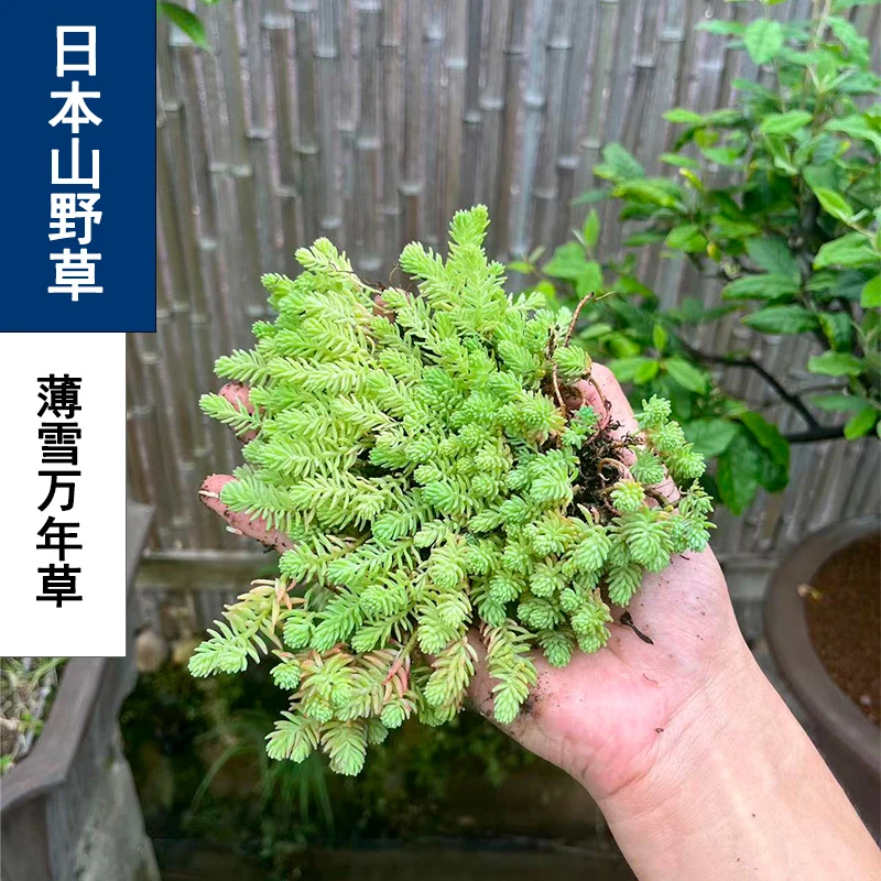薄雪万年草景天科小植物庭院微型景观造景盆景点缀山野草好养易活